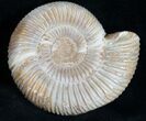 Perisphinctes Ammonite - Jurassic #7379-1